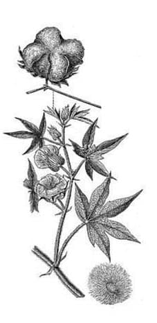 Gossypium herbaceum, botanical drawing