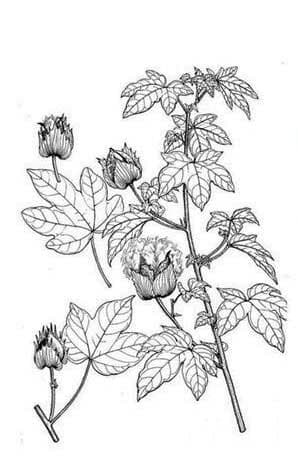 Gossypium arboreum, botanical drawing