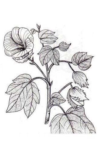 Gossypium hirsutum, cotton