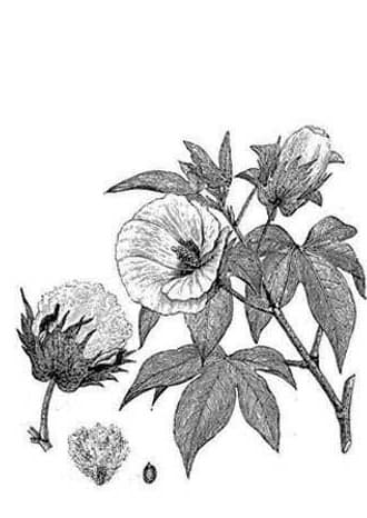 Gossypium barbadense, botanical drawing