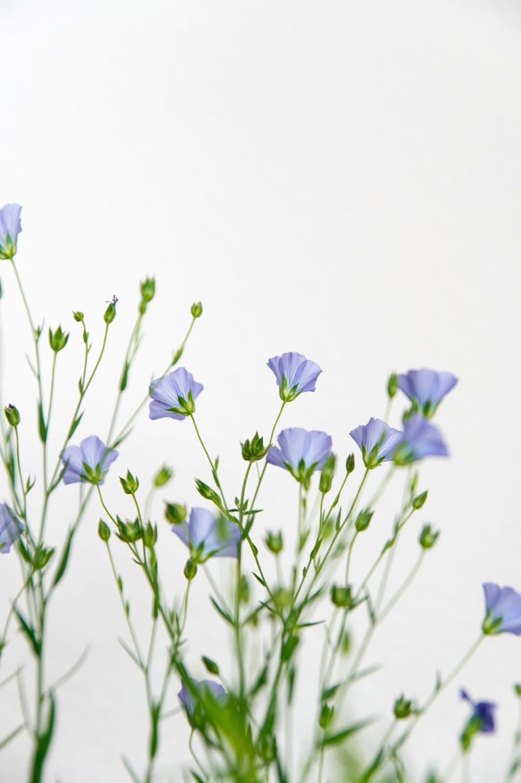 Flax in flower, pale blue petals against a white ground
